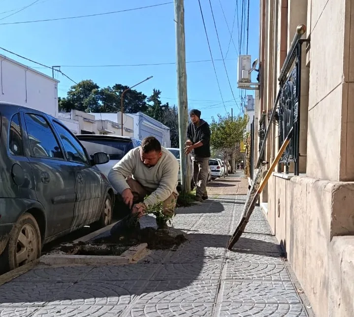 Plan de Arbolado: Se plantaron 50 nuevos ejemplares de reposición
