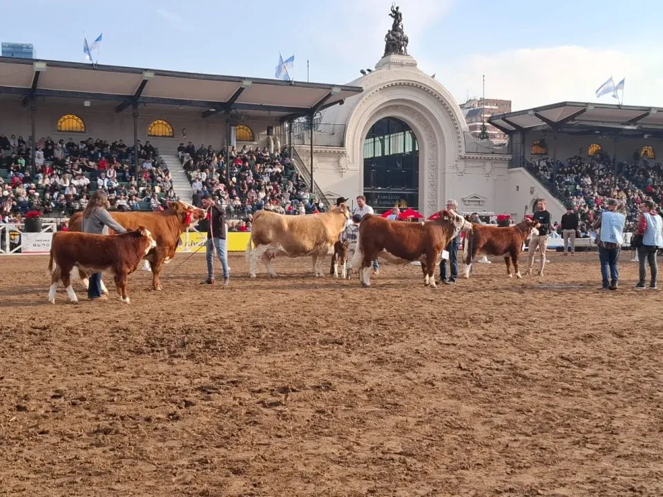 La Cabaña La Fraternidad competirá en la Exposición Rural de Palermo con ejemplares Simmental