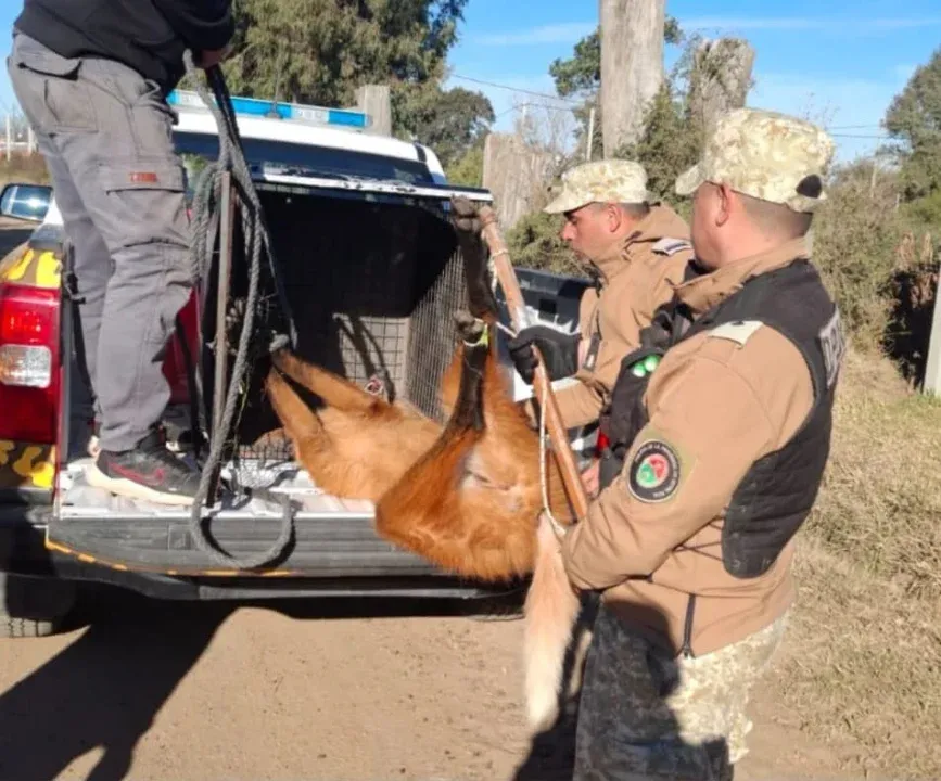 Rescataron un aguará guazú que apareció en un terreno baldío de Gualeguay