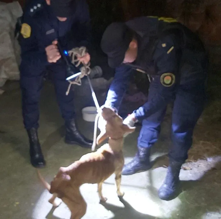 Rescataron una perra por un presunto caso de maltrato animal en Concordia