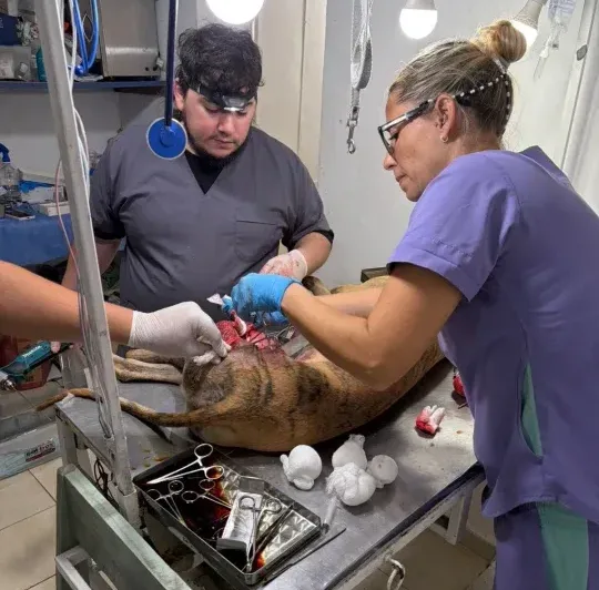 Última semana del Castramóvil en el barrio 192 Viviendas